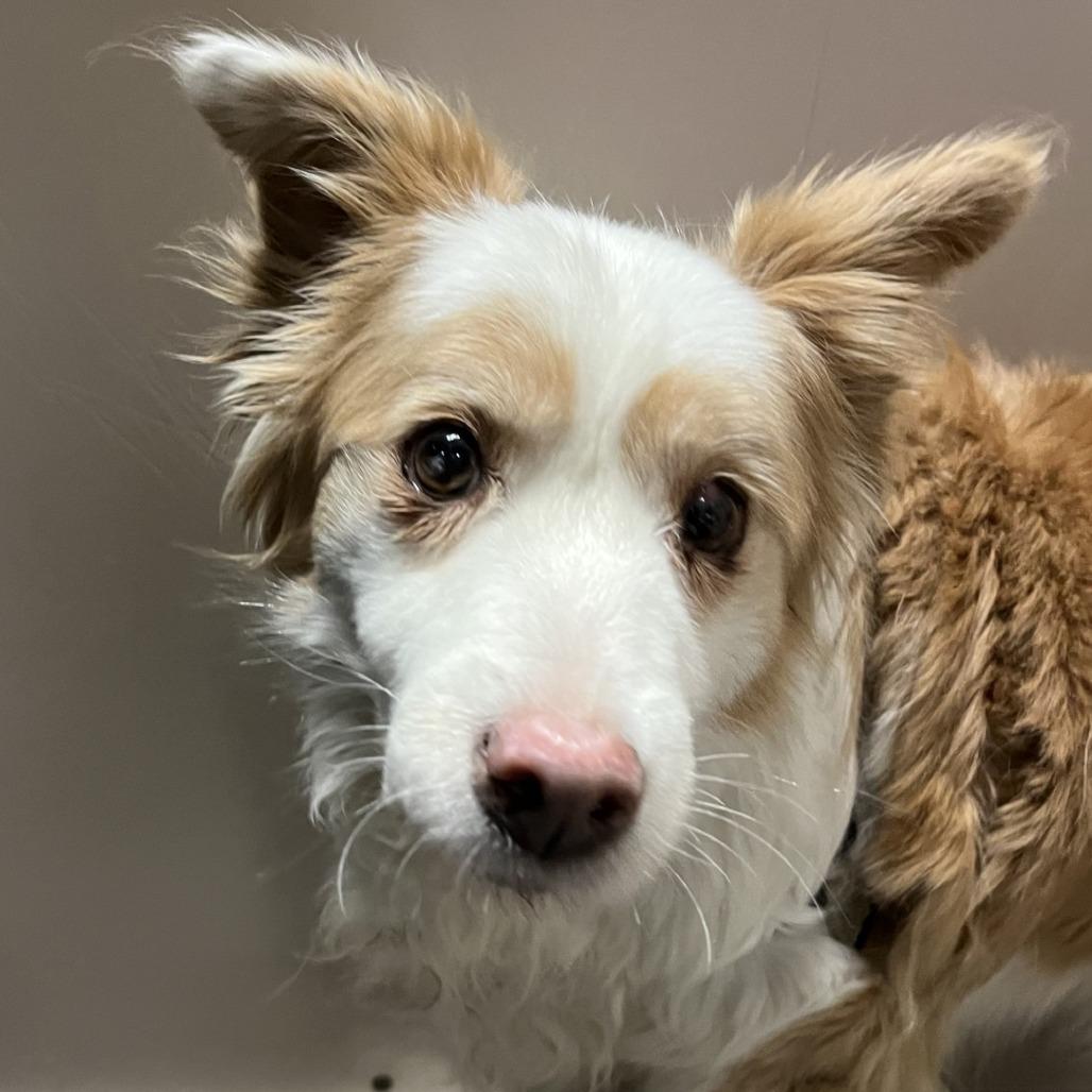Dolly, a Adoptable Border Collie in Murray, UT image 3/3
