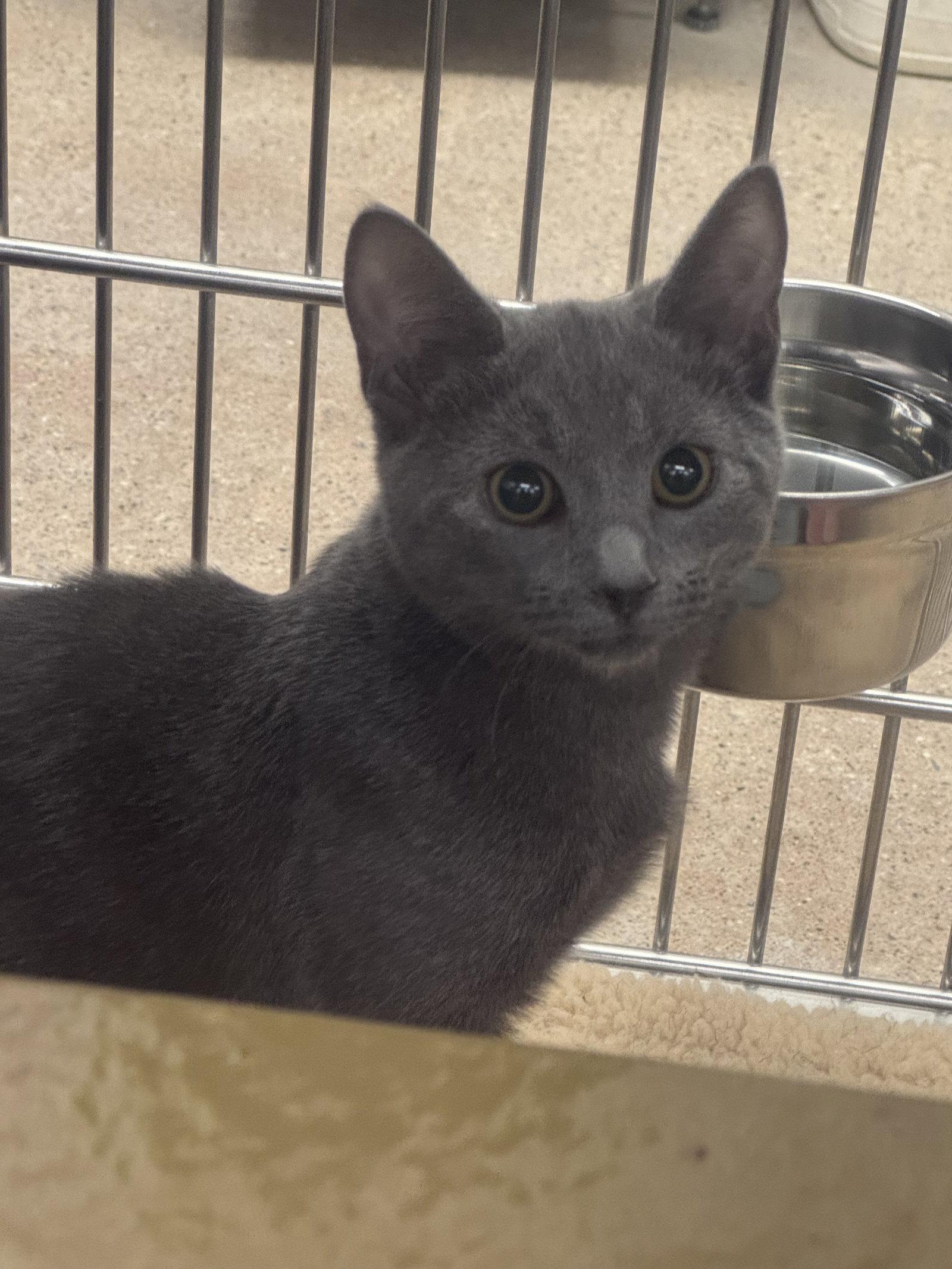 Enlarge Elizabeth Taylor, a Adopted Domestic Short Hair in Newtown Square, PA image 1/1