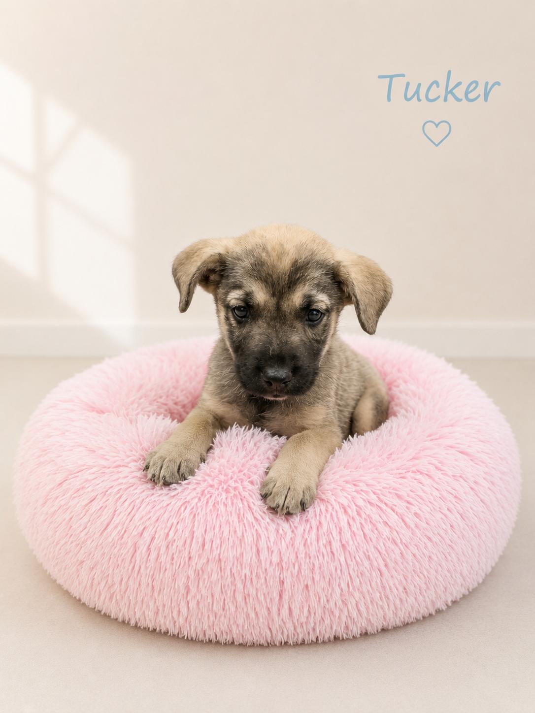 Tucker, ADOPTABLE, Puppy Male Hound.