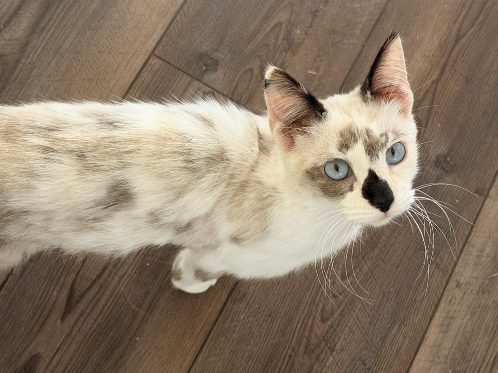 Camo, Adoptable, Adult Female Siamese.