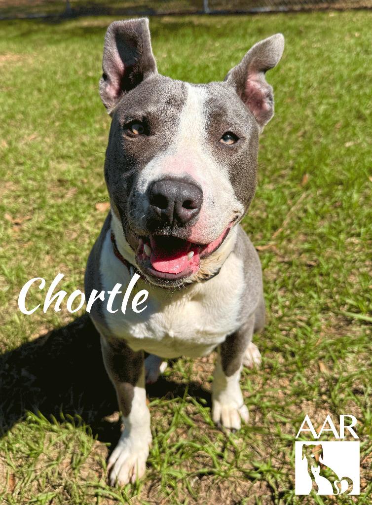 Enlarge Chortle, a Adoptable Pit Bull Terrier in Magnolia, TX image 1/6