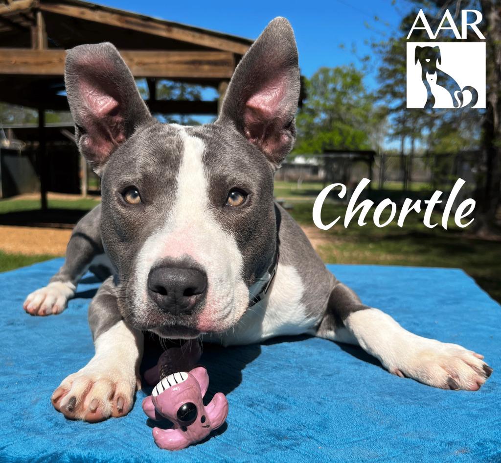 Enlarge Chortle, a Adoptable Pit Bull Terrier in Magnolia, TX image 2/6