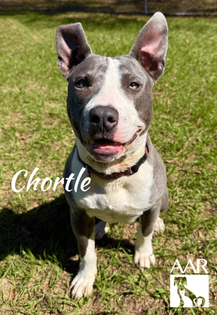 Enlarge Chortle, a Adoptable Pit Bull Terrier in Magnolia, TX image 3/6