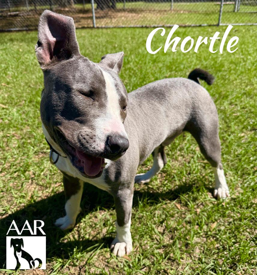 Enlarge Chortle, a Adoptable Pit Bull Terrier in Magnolia, TX image 4/6