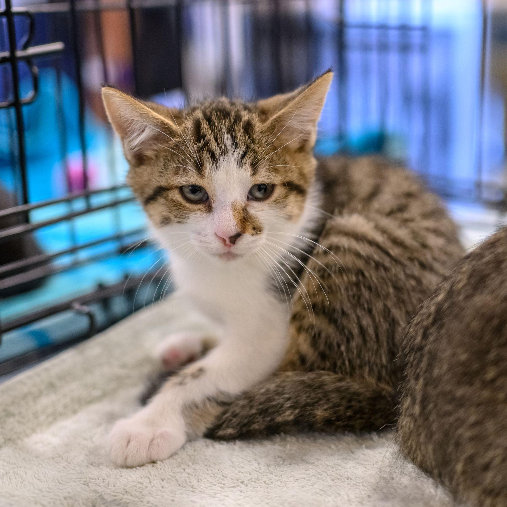 Enlarge CASHEW, a Adopted Domestic Short Hair in Hamilton, NJ image 3/5