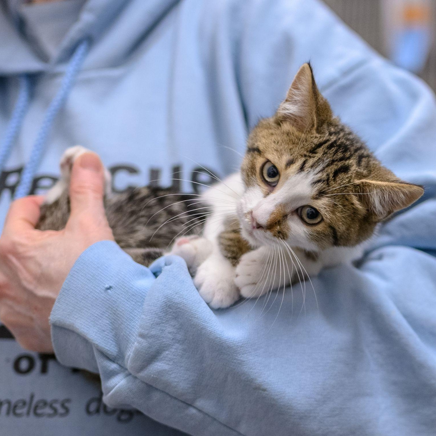 CASHEW, Adopted, Kitten Male Domestic Short Hair.