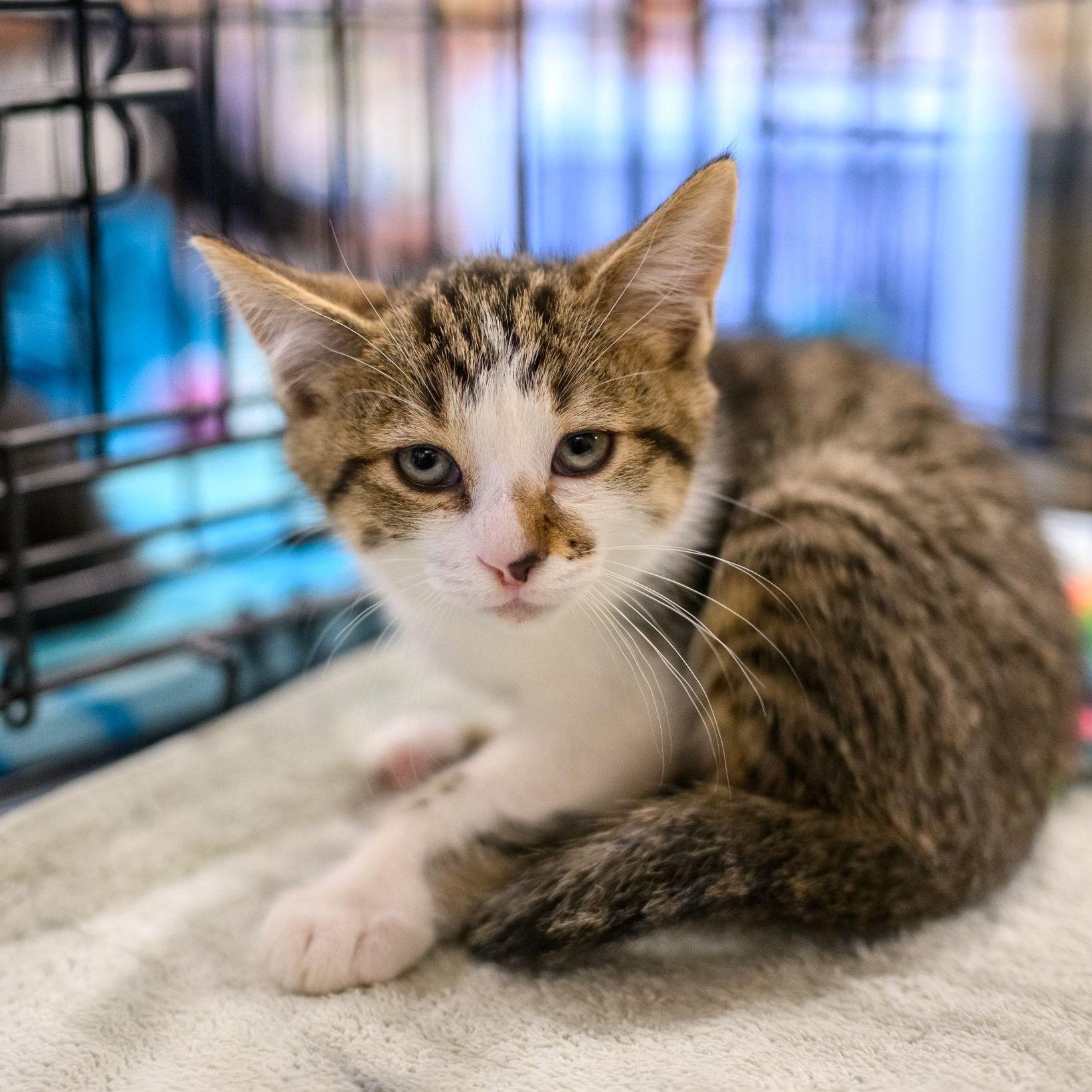 Enlarge CASHEW, a Adopted Domestic Short Hair in Hamilton, NJ image 2/5
