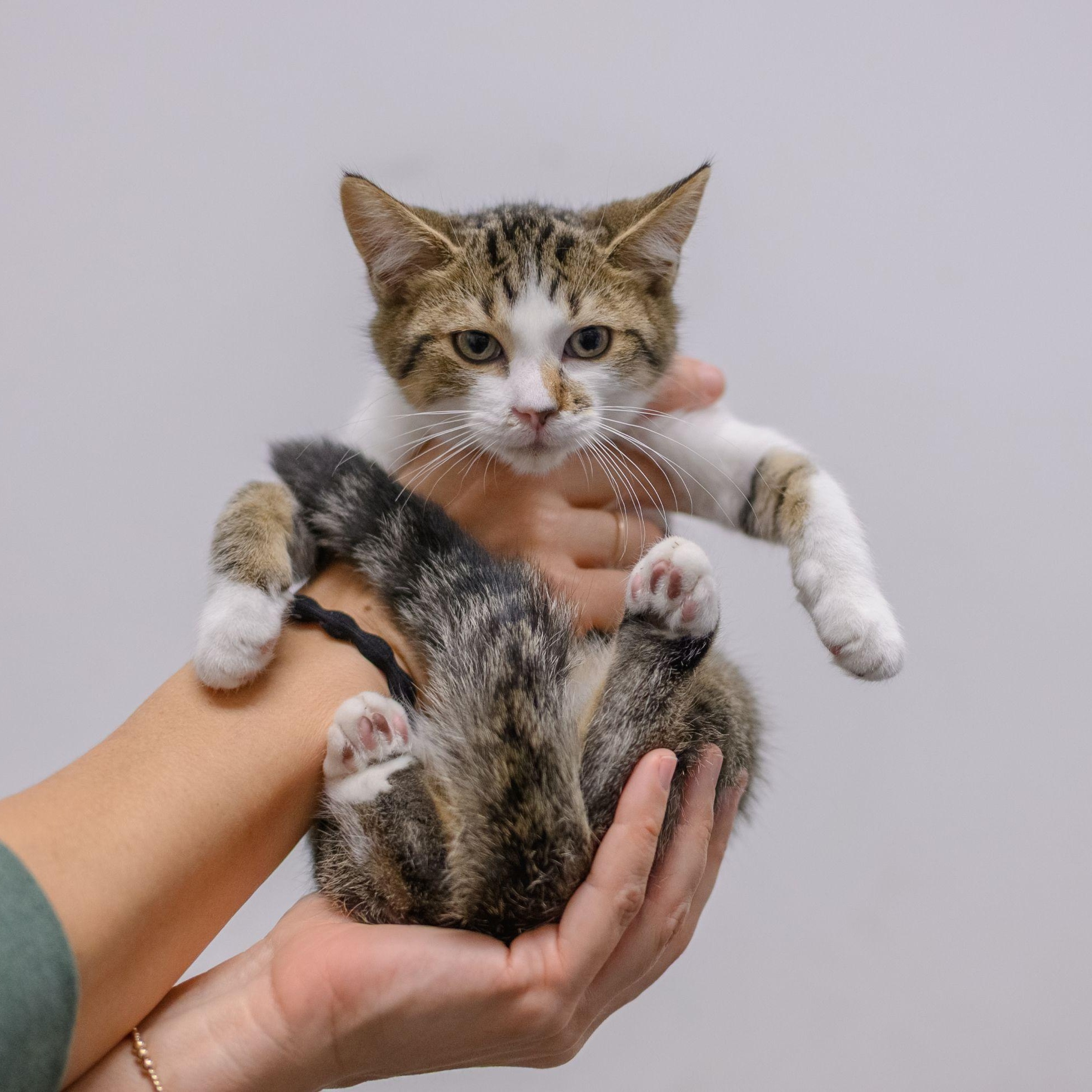 Enlarge CASHEW, a Adopted Domestic Short Hair in Hamilton, NJ image 4/5