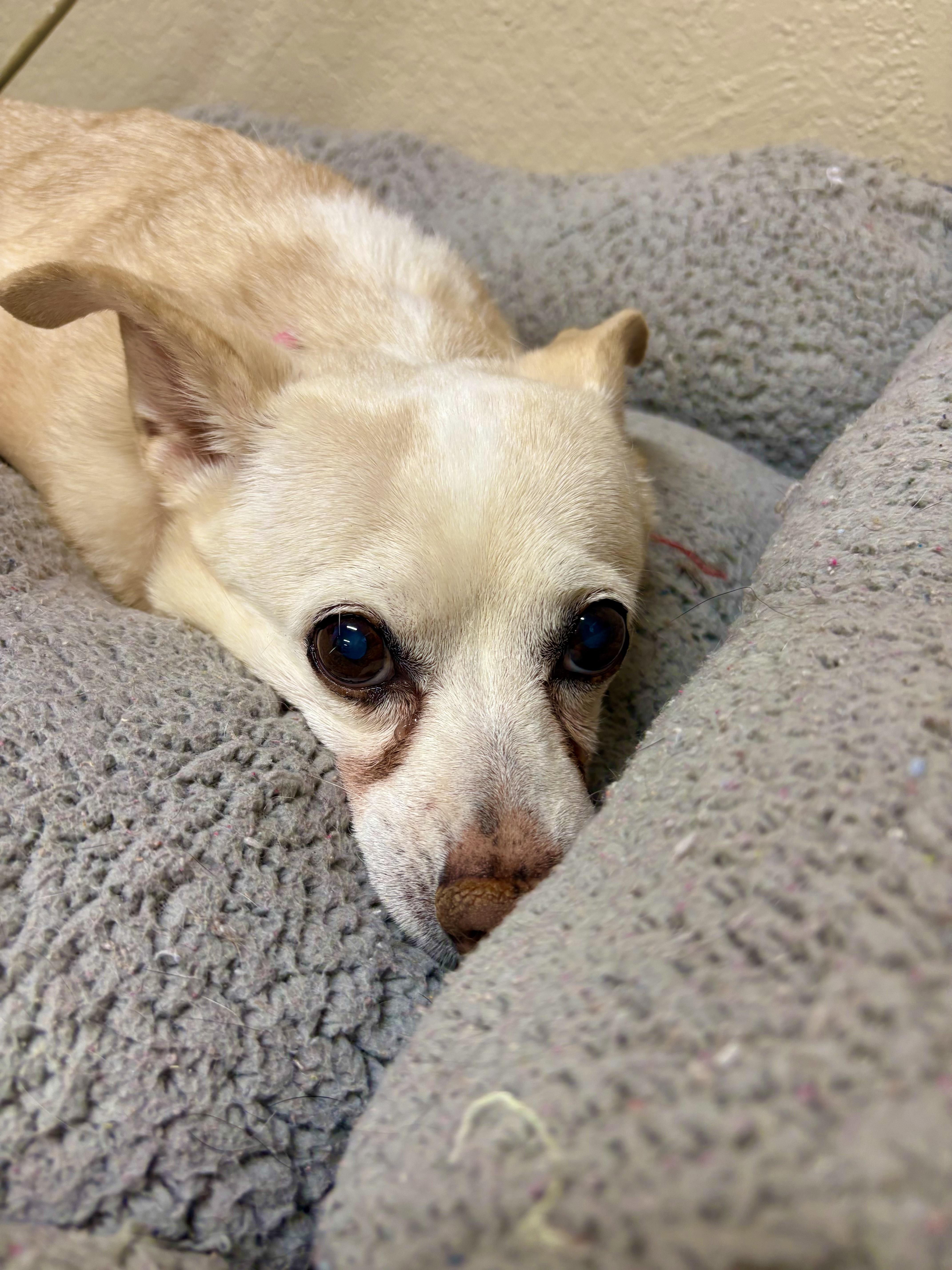 Enlarge TRUDIE, a Adoptable Chihuahua in Joshua Tree, CA image 1/3