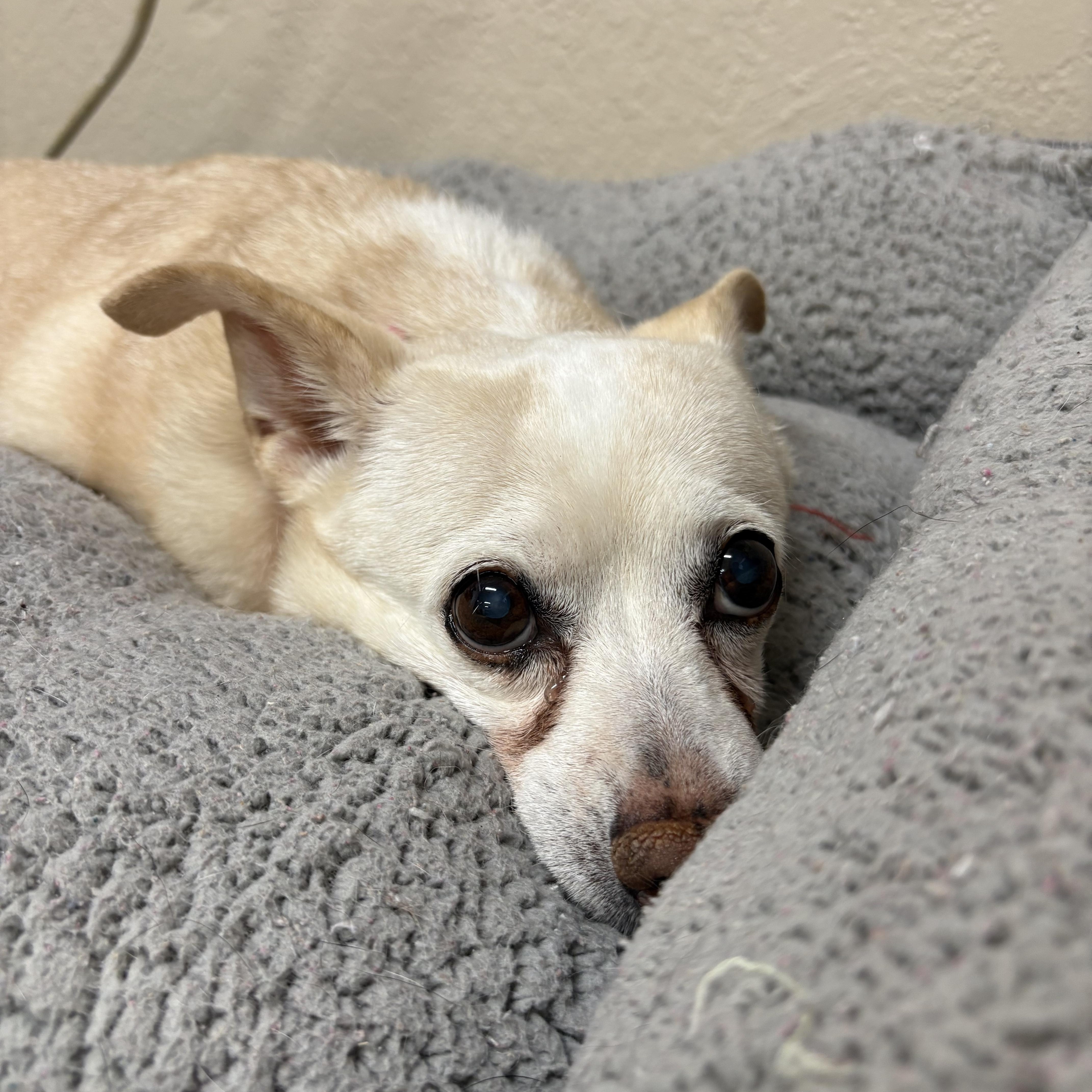Enlarge TRUDIE, a Adoptable Chihuahua in Joshua Tree, CA image 3/3