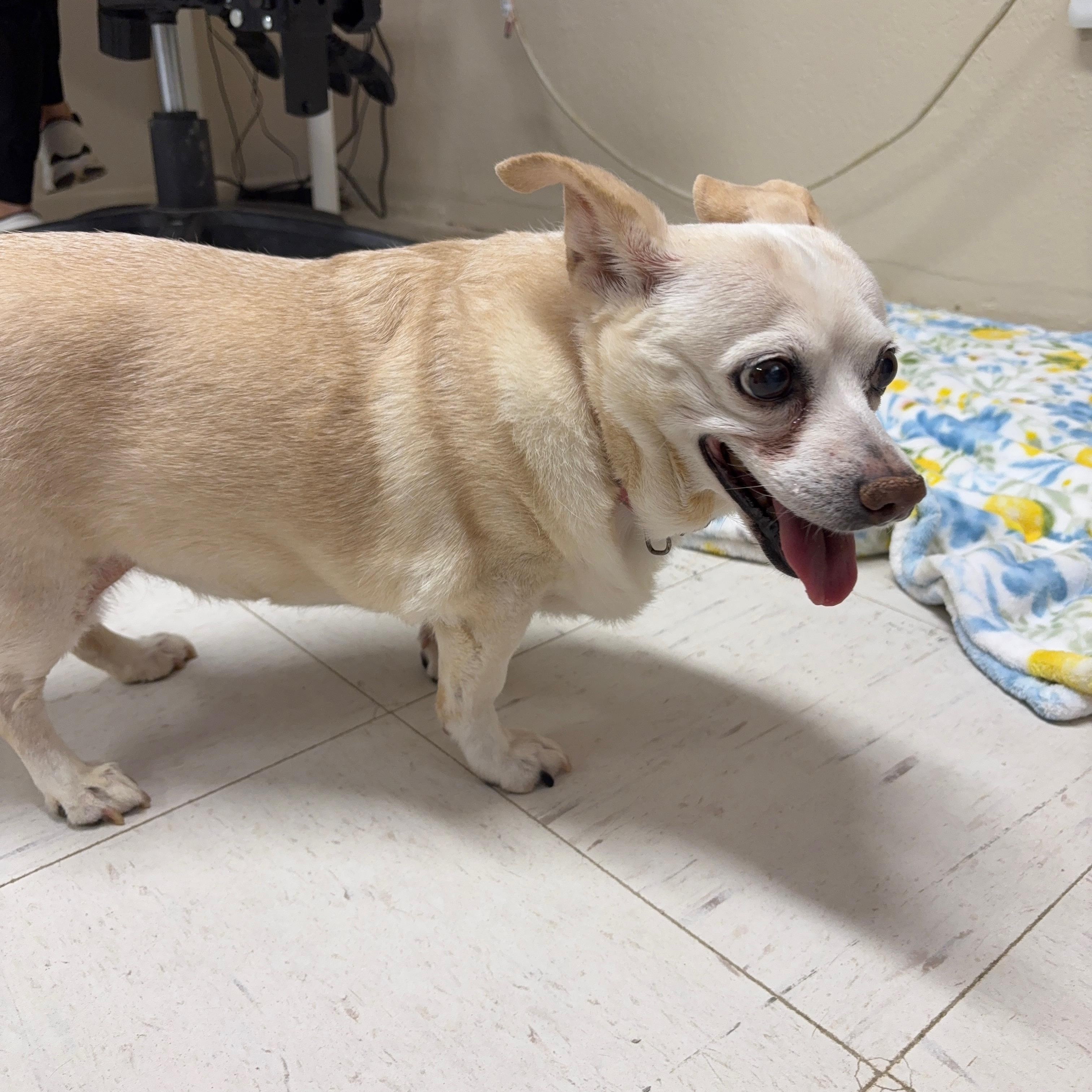 Enlarge TRUDIE, a Adoptable Chihuahua in Joshua Tree, CA image 2/3