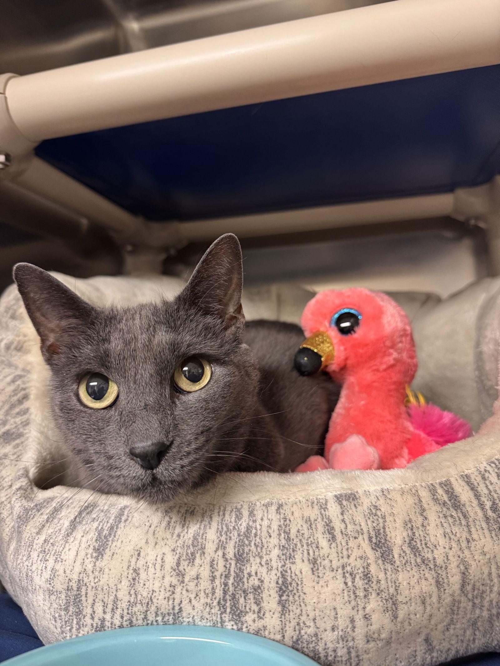 Little Cat-pending, Adopted, Senior Female Domestic Short Hair.