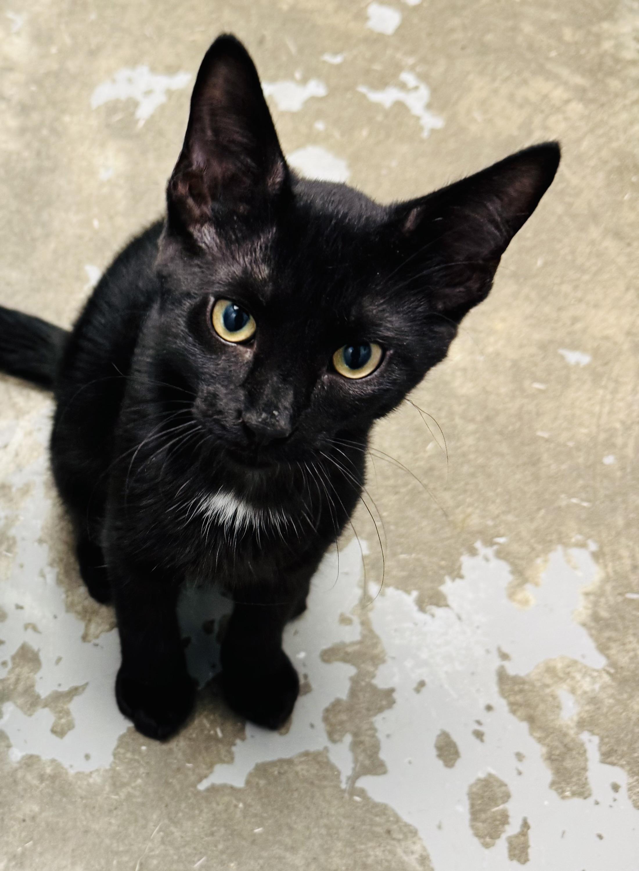 West, a Adoptable Domestic Short Hair in Brooks, AB image 2/4