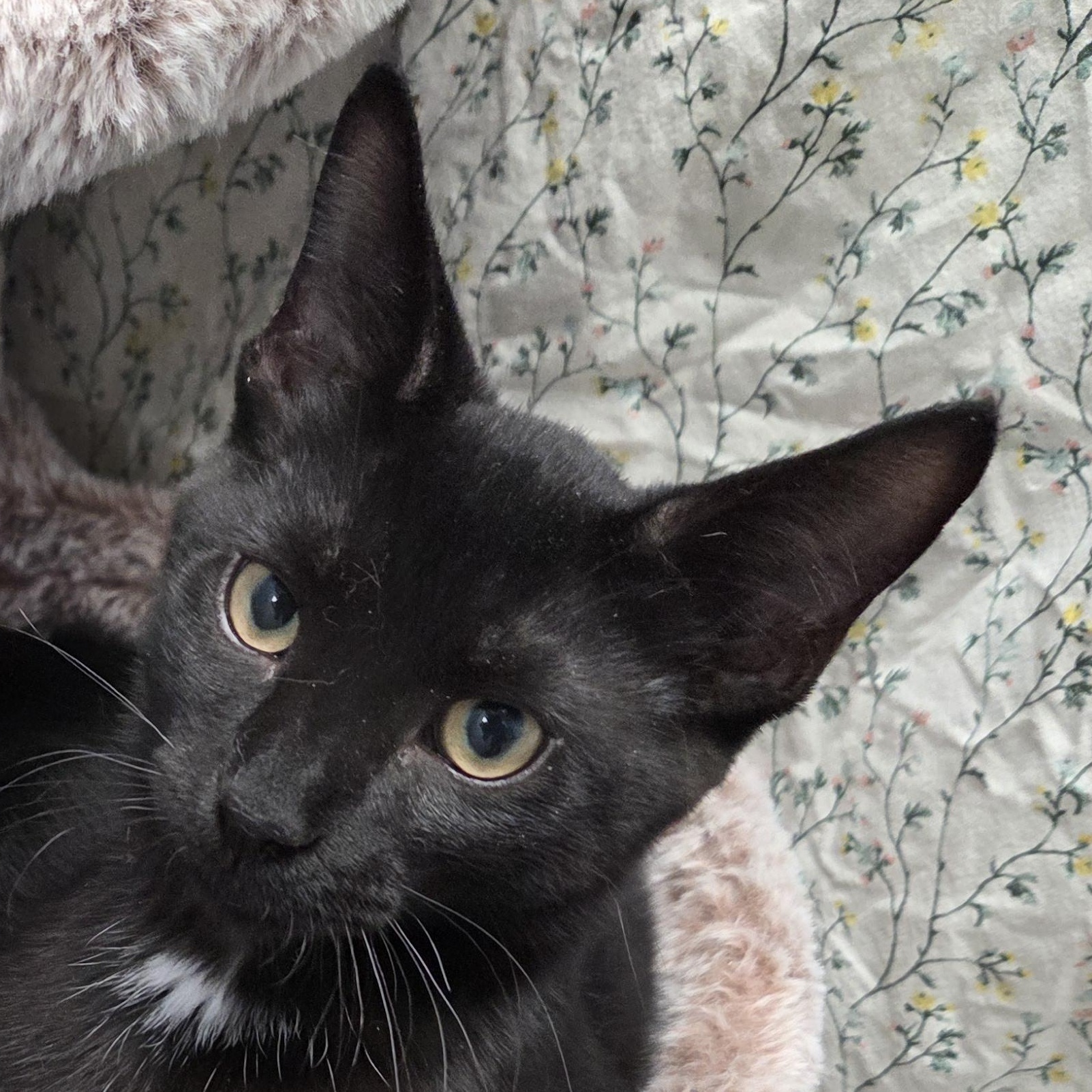 West, a Adoptable Domestic Short Hair in Brooks, AB image 3/4