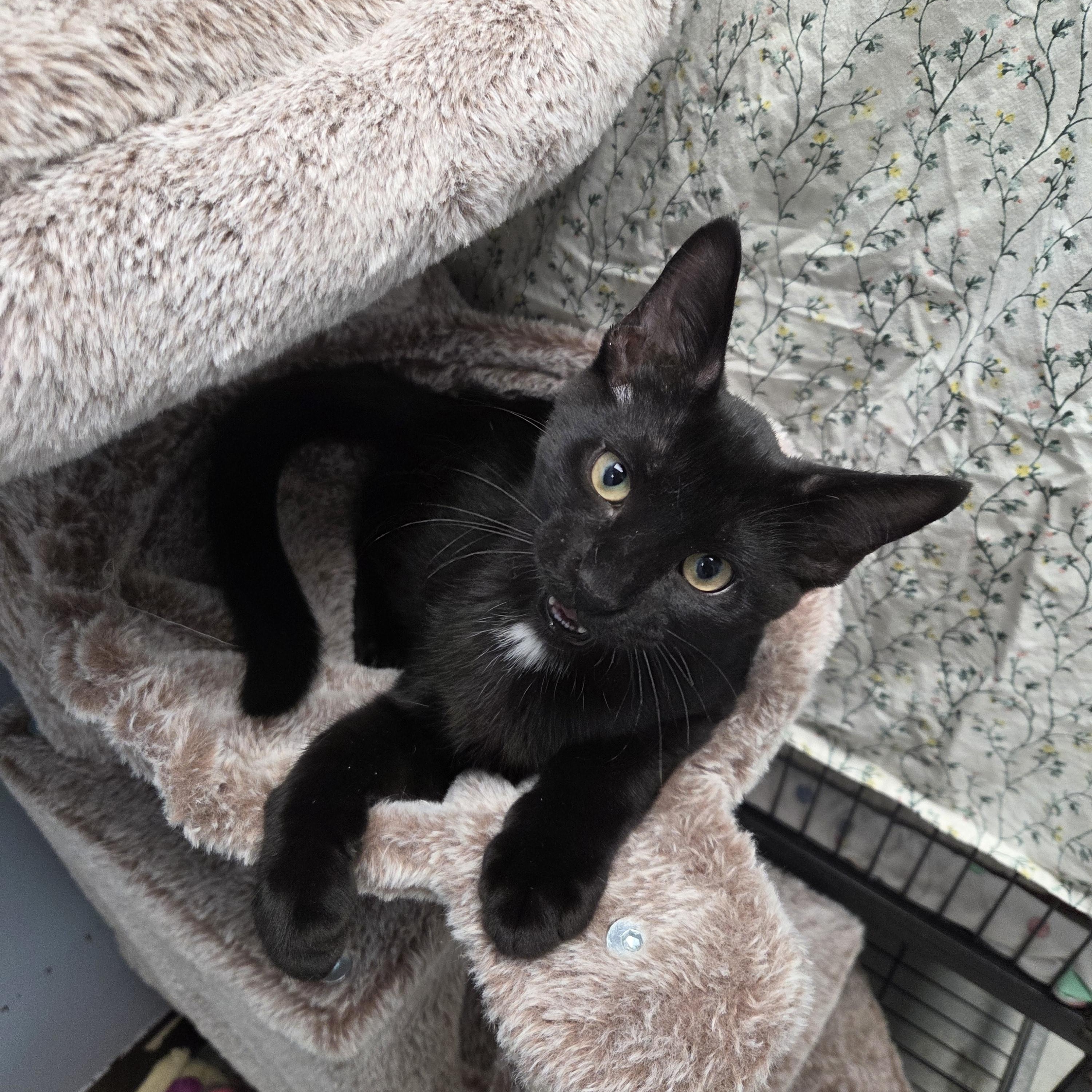 West, a Adoptable Domestic Short Hair in Brooks, AB image 4/4