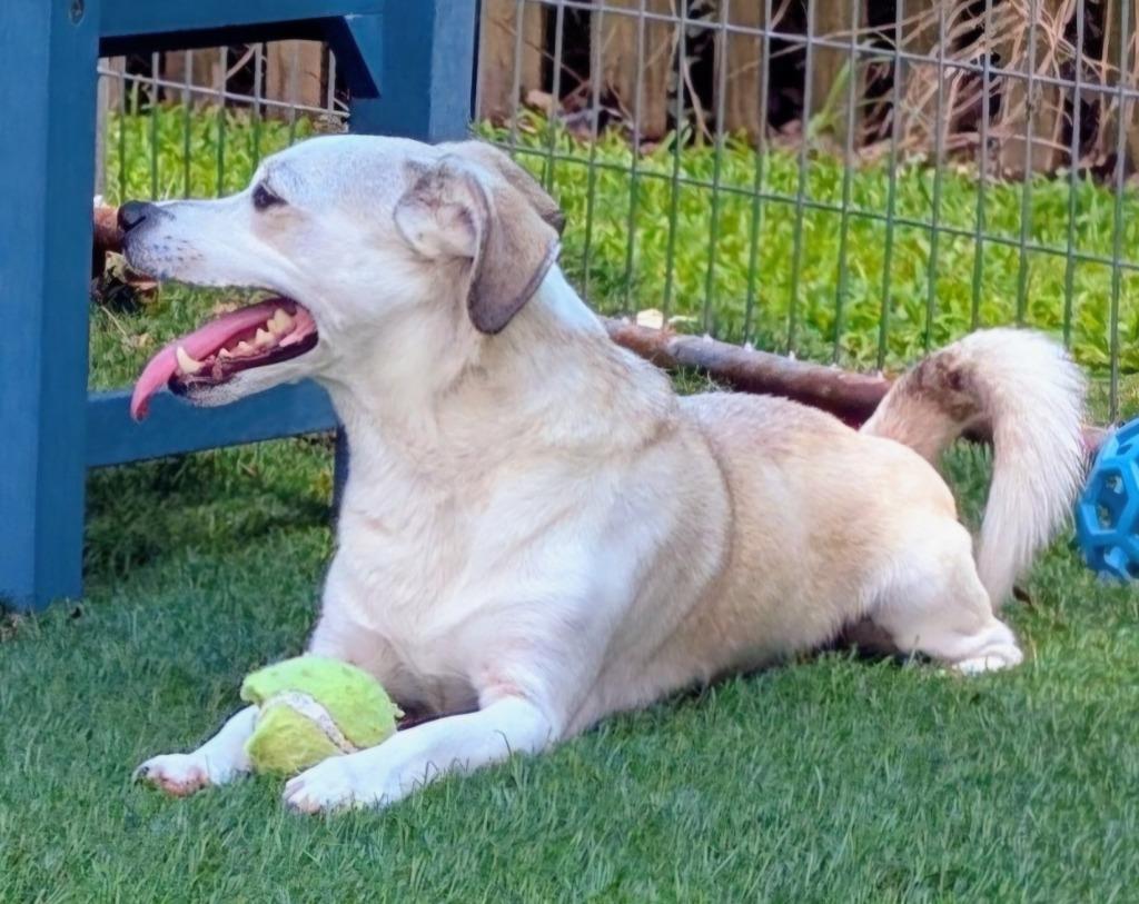 Bowie, a Adoptable mixed breed in Murphysboro, IL image 1/6