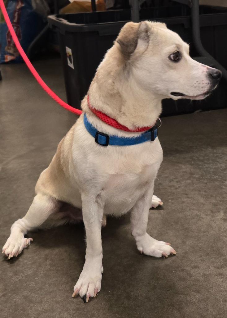 Bowie, a Adoptable mixed breed in Murphysboro, IL image 2/6