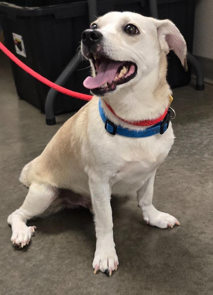Bowie, a Adoptable mixed breed in Murphysboro, IL image 3/6