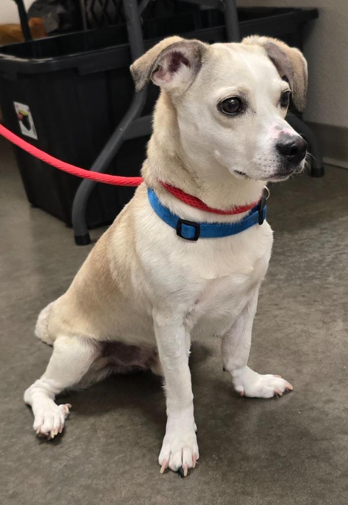 Bowie, a Adoptable mixed breed in Murphysboro, IL image 4/6
