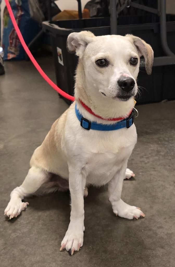 Bowie, a Adoptable mixed breed in Murphysboro, IL image 5/6