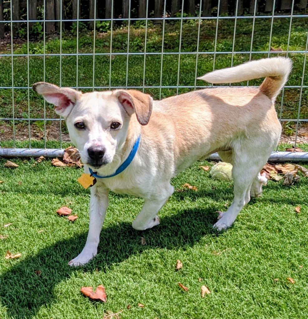 Bowie, a Adoptable mixed breed in Murphysboro, IL image 6/6