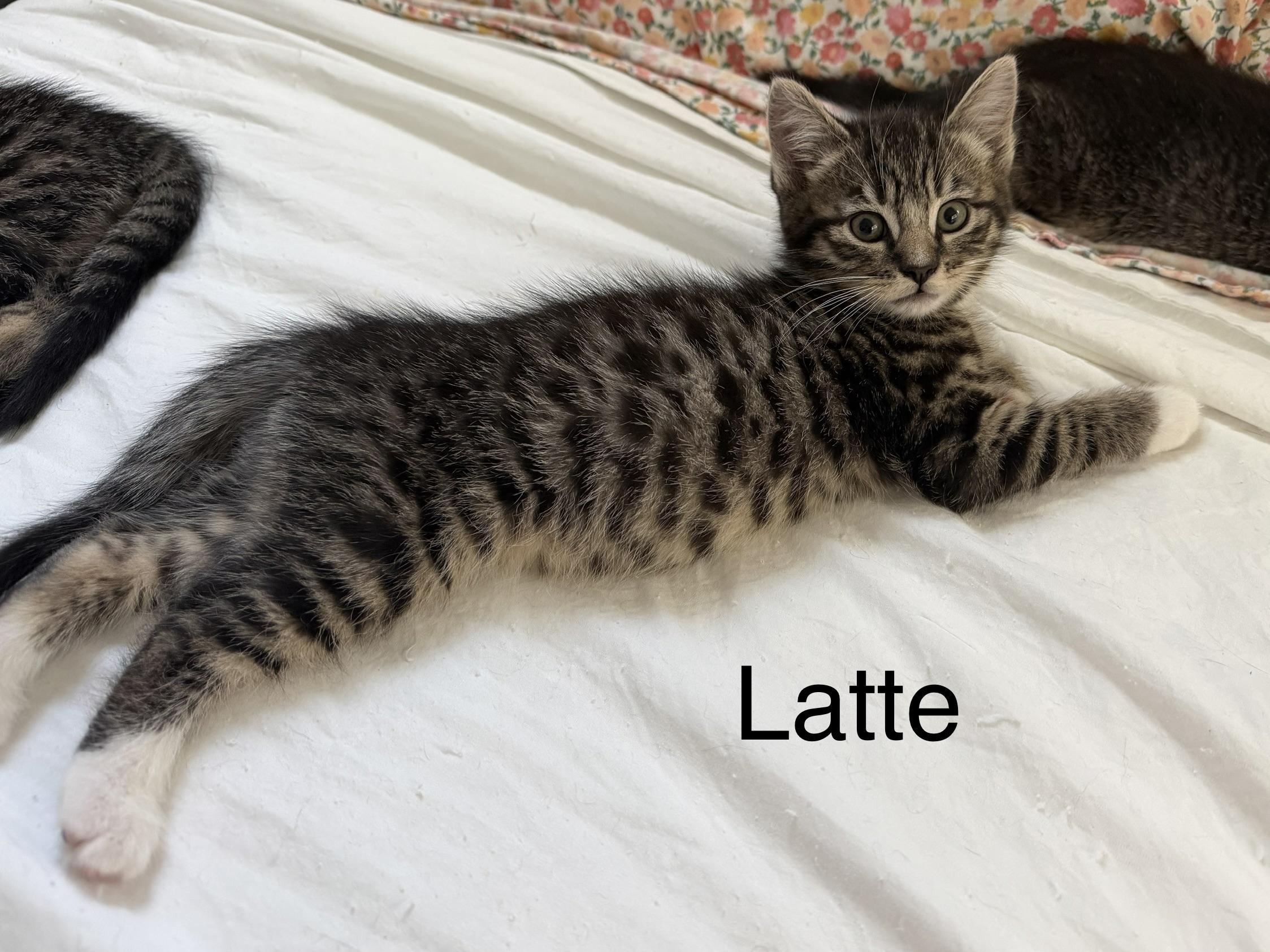 Enlarge Latte, a ADOPTABLE Tabby in Oakley, CA image 1/1