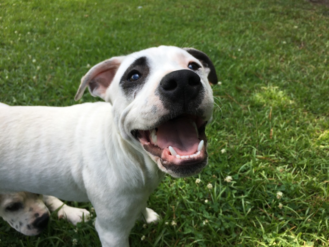 Cool Joe, Adopted, Young Male American Bulldog.