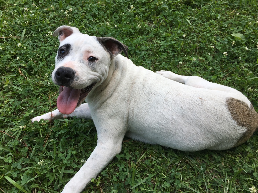 Enlarge Cool Joe, a Adopted American Bulldog in Pine Bluff, AR image 2/6