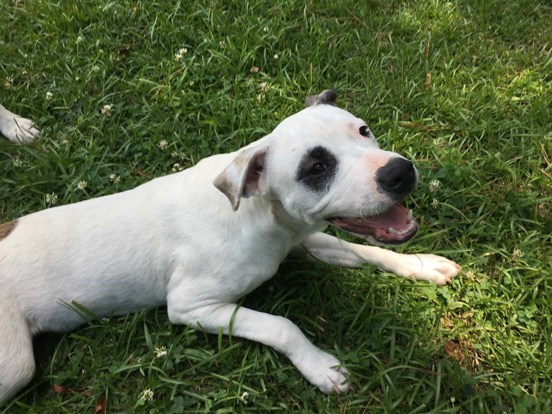 Enlarge Cool Joe, a Adopted American Bulldog in Pine Bluff, AR image 3/6