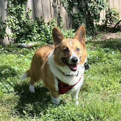 Doug, adopted, Adult Male Corgi.
