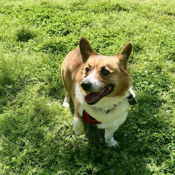 Enlarge Doug, an adopted Corgi in Springfield, MO image 2/3