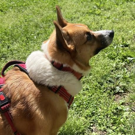 Enlarge Doug, an adopted Corgi in Springfield, MO image 3/3