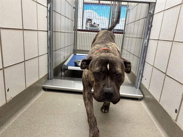 ARANCINI, Adoptable, Adult Female Pit Bull Terrier & Mixed Breed.