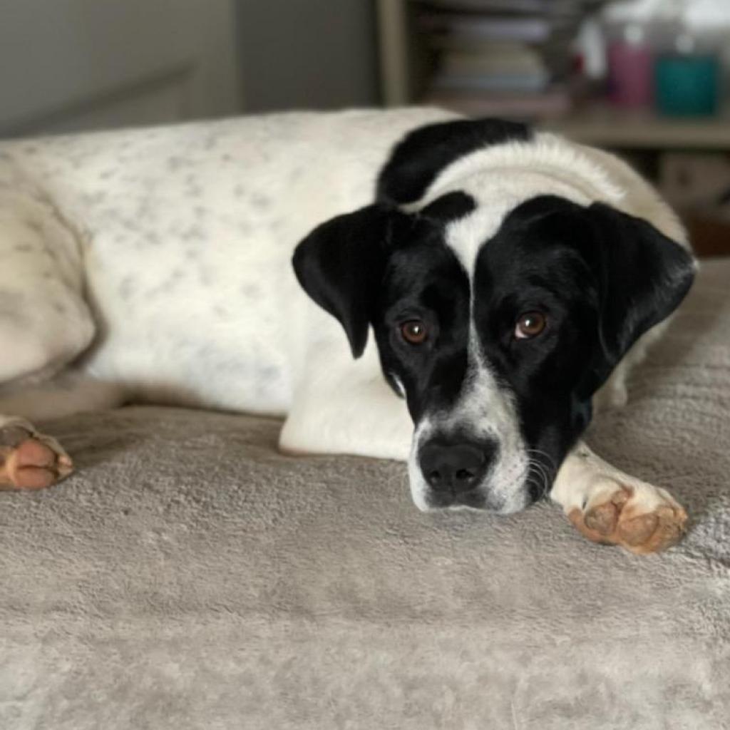 Chex-1189, Adoptable, Adult Male Labrador Retriever & Boxer.