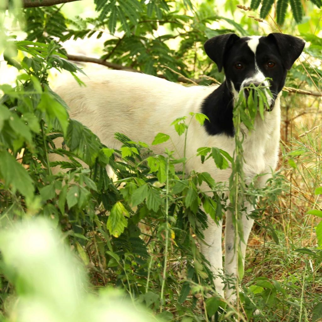 Chex-1189, a Adoptable mixed breed in Huntsville, AL image 2/4