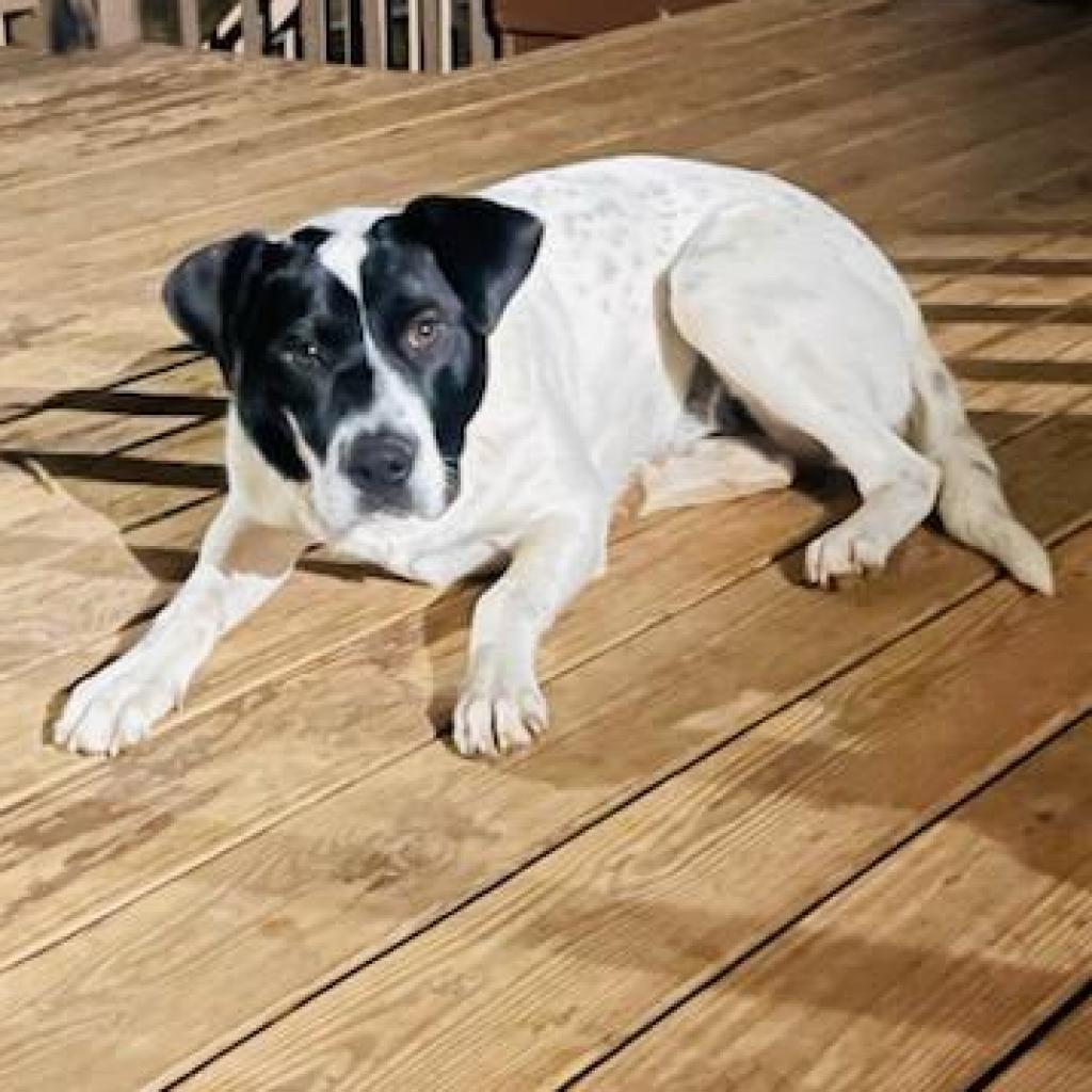 Chex-1189, a Adoptable mixed breed in Huntsville, AL image 3/4