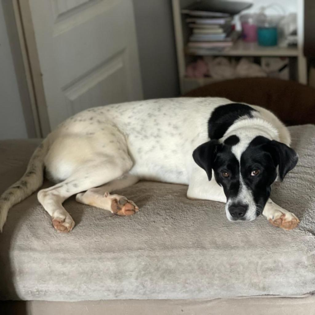 Chex-1189, a Adoptable mixed breed in Huntsville, AL image 4/4