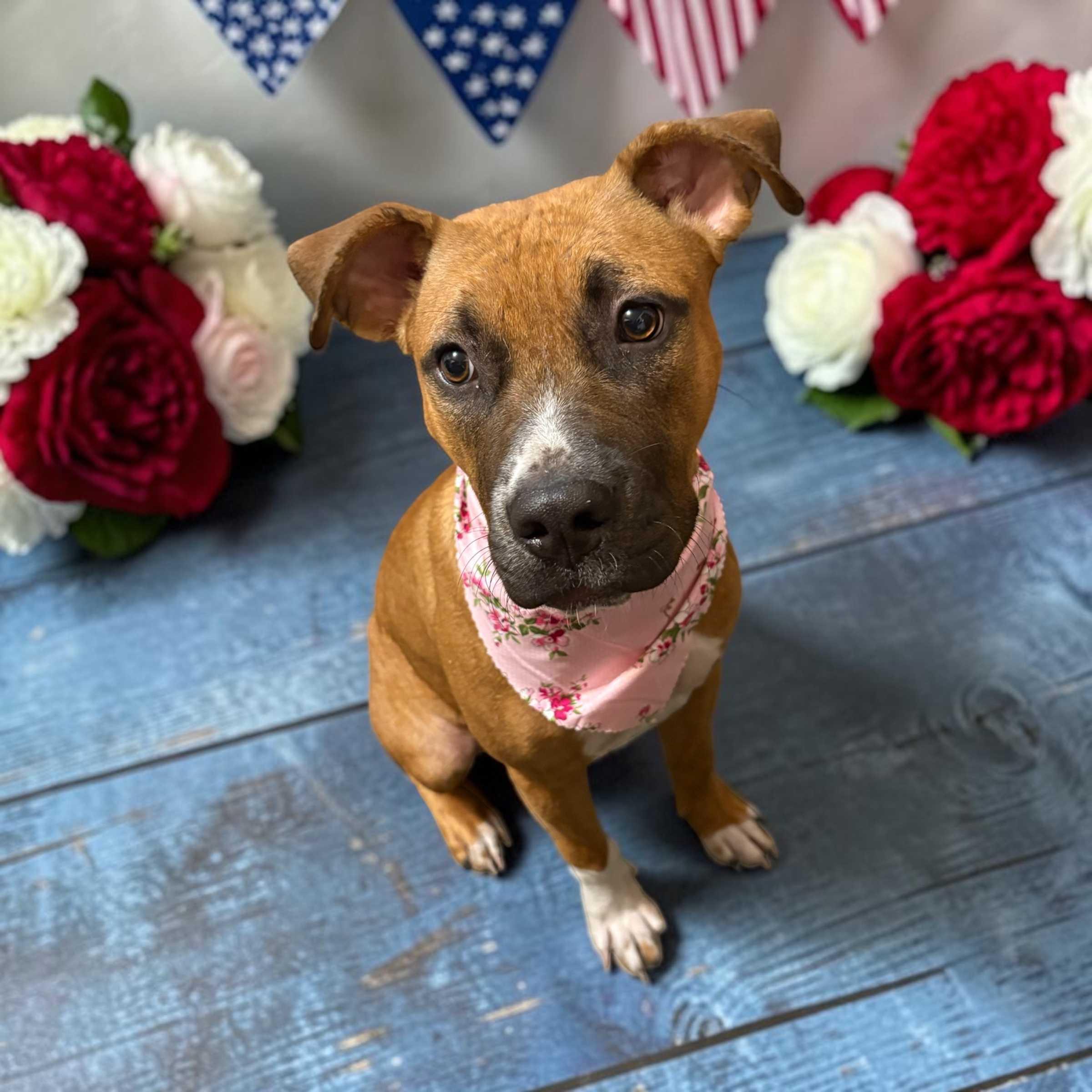 Chloe, Adoptable, Young Female Boxer.