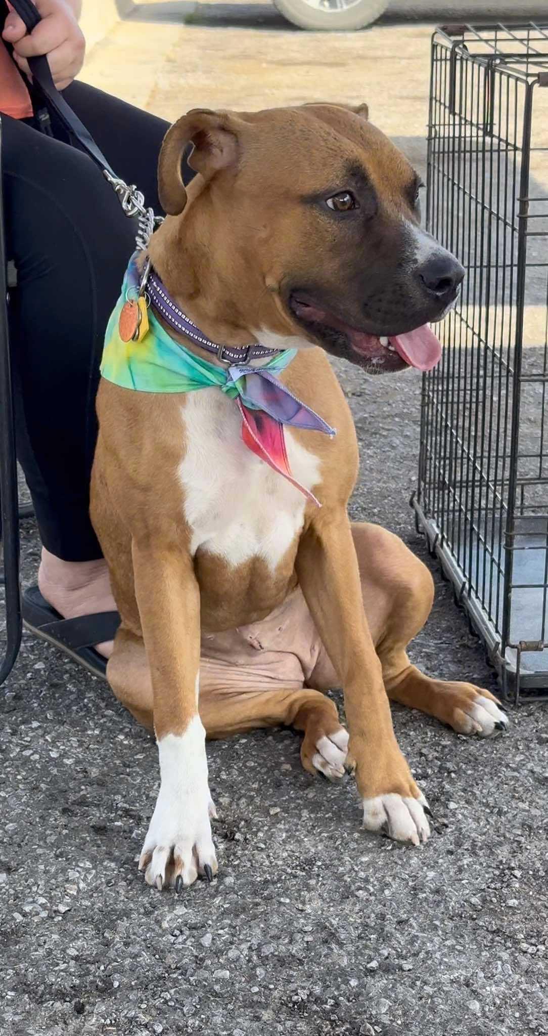 Enlarge Chloe, a Adoptable mixed breed in OKLAHOMA CITY, OK image 2/4