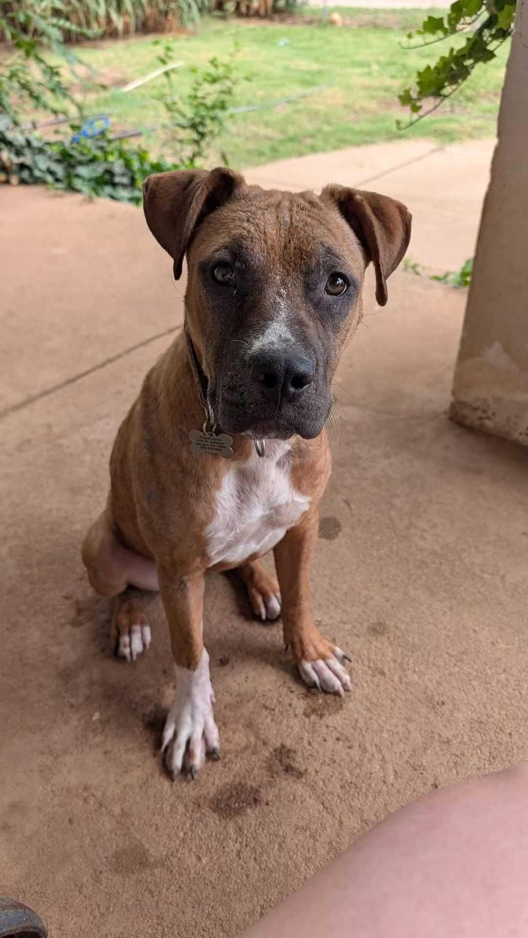 Enlarge Chloe, a Adoptable mixed breed in OKLAHOMA CITY, OK image 3/4