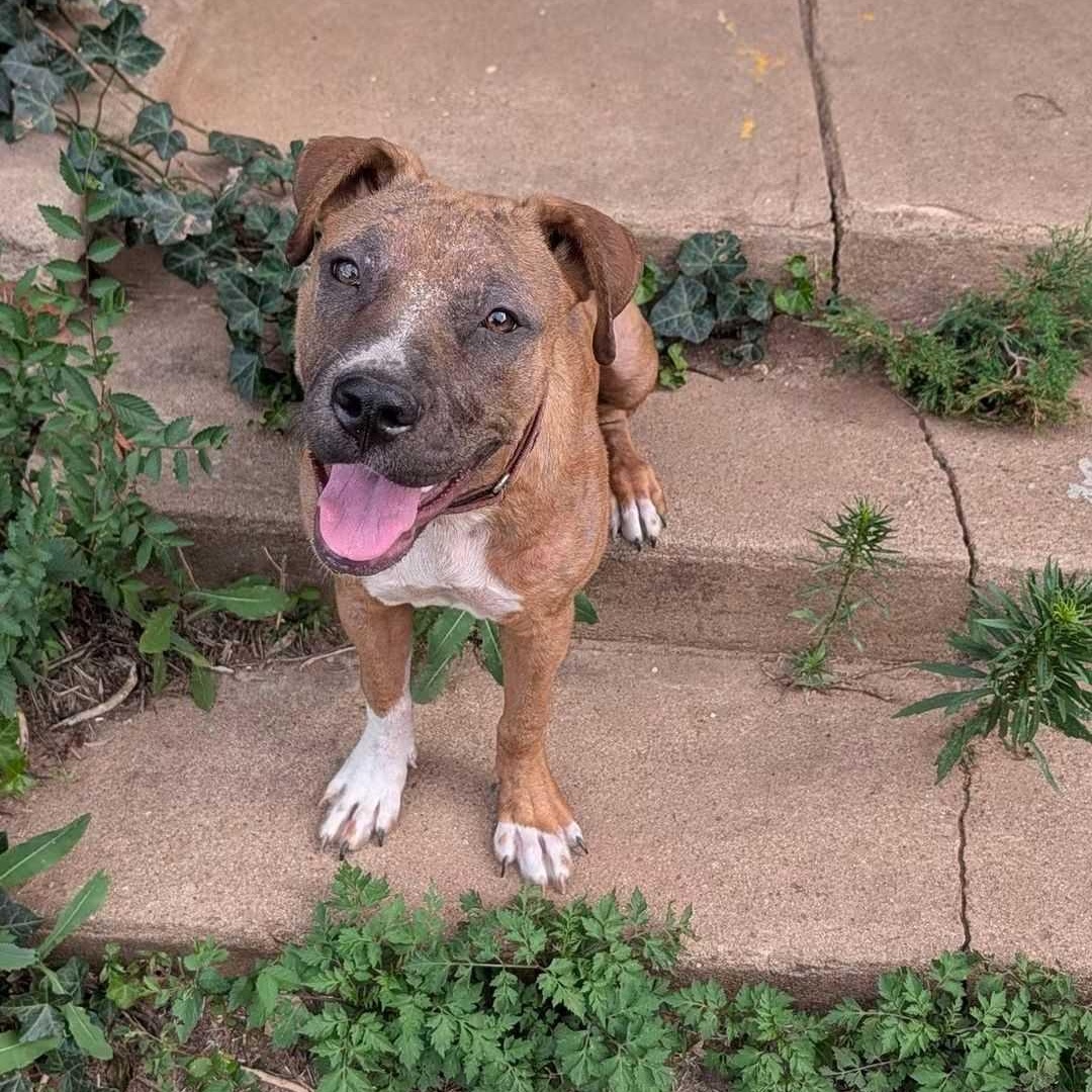 Enlarge Chloe, a Adoptable mixed breed in OKLAHOMA CITY, OK image 4/4