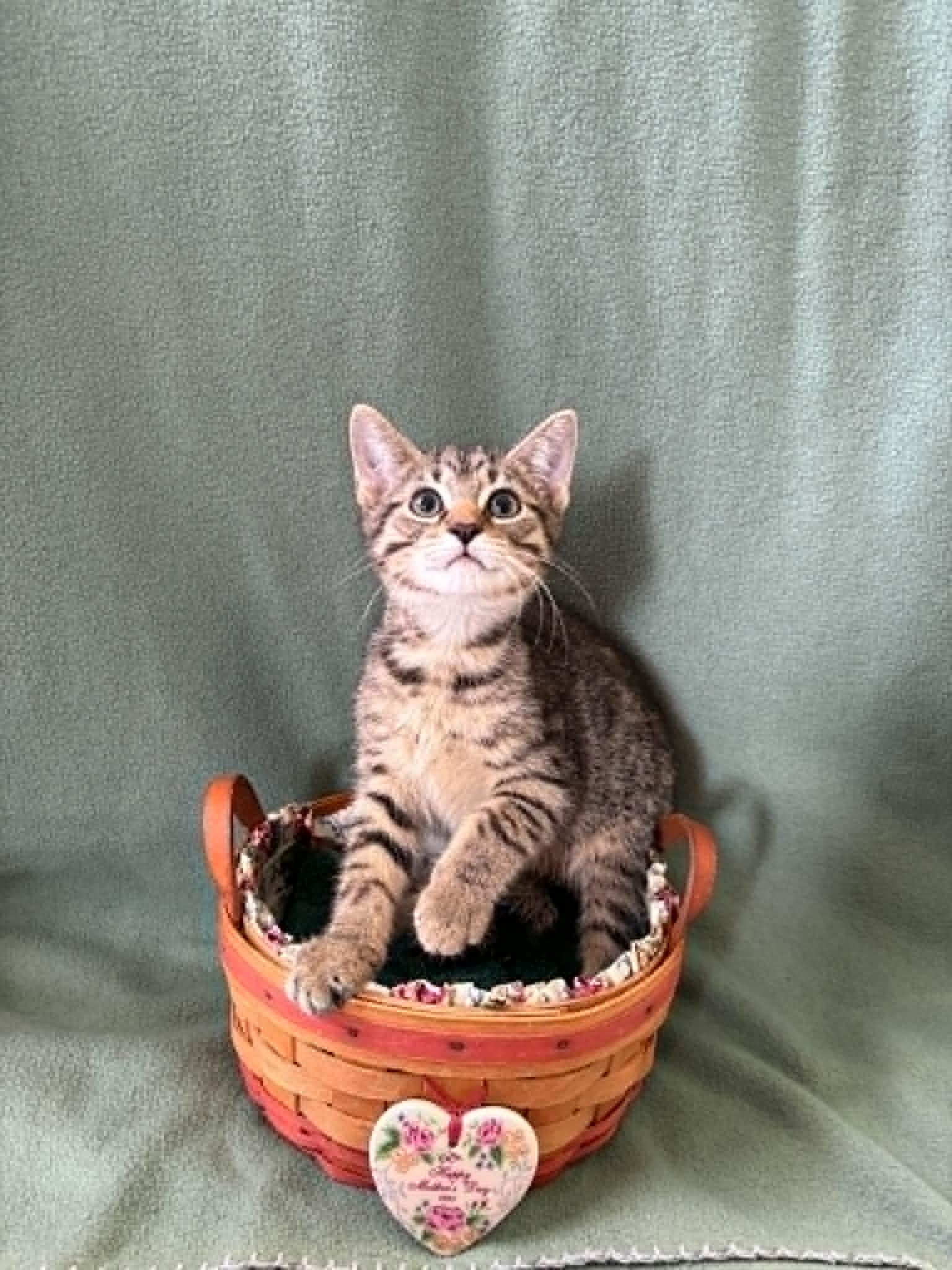 Thor, ADOPTABLE, Kitten Male American Shorthair.