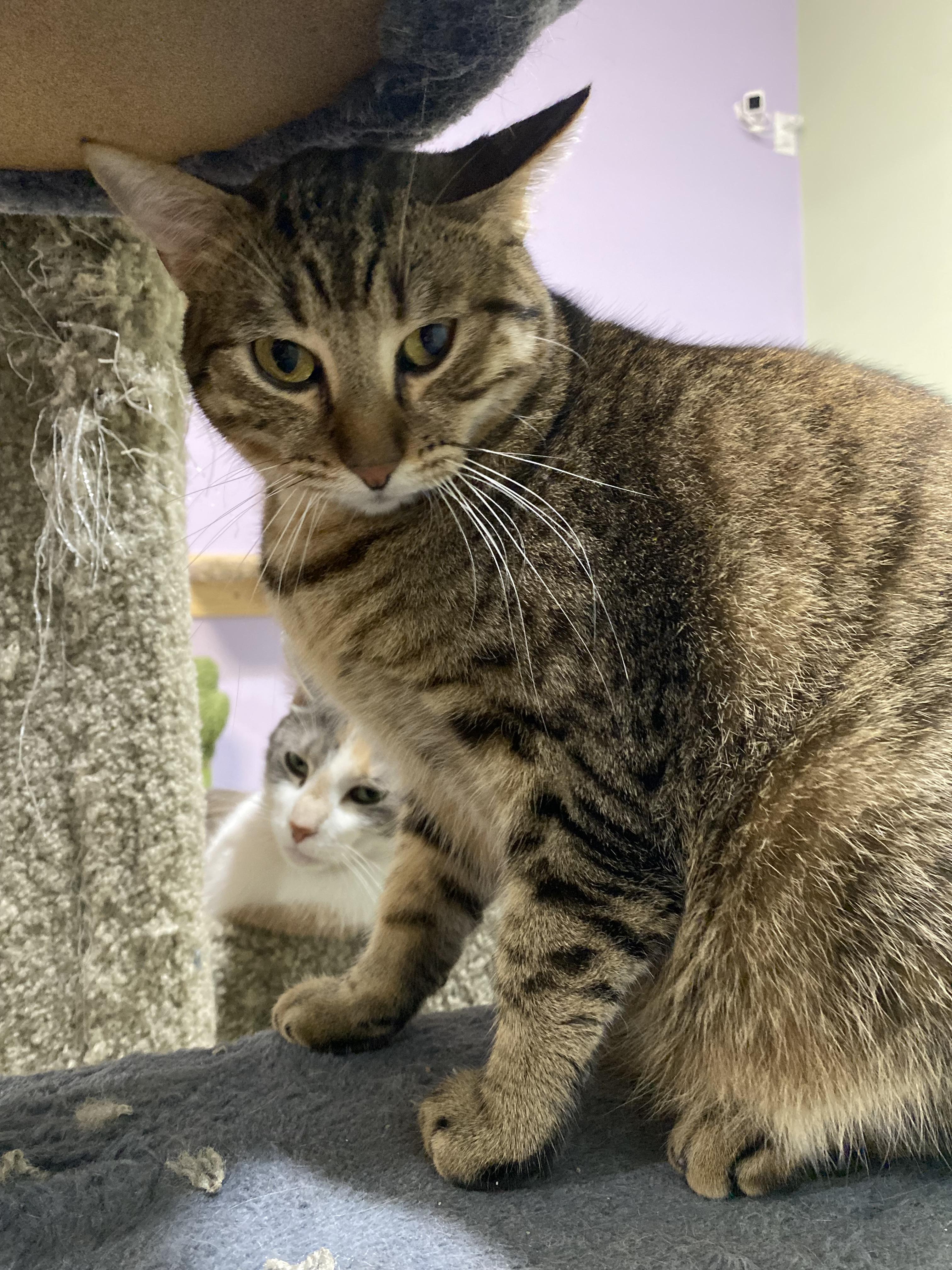 Bob Skullet thumbnail 2