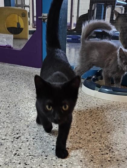 Pooh, Adoptable, Kitten Male Domestic Short Hair & Domestic Short Hair.