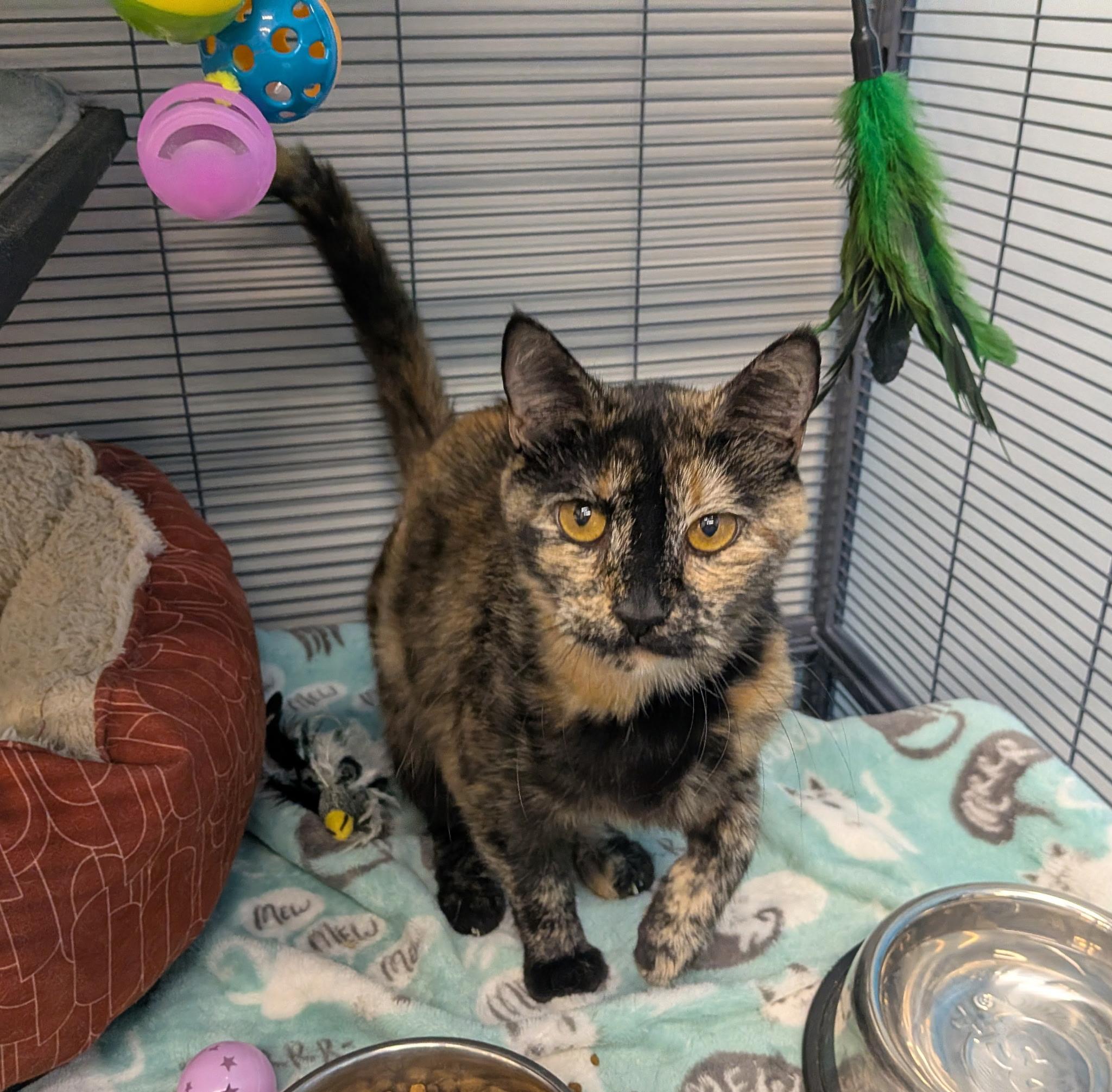 Muffin, a ADOPTABLE Domestic Short Hair in Lewis Center, OH image 5/6