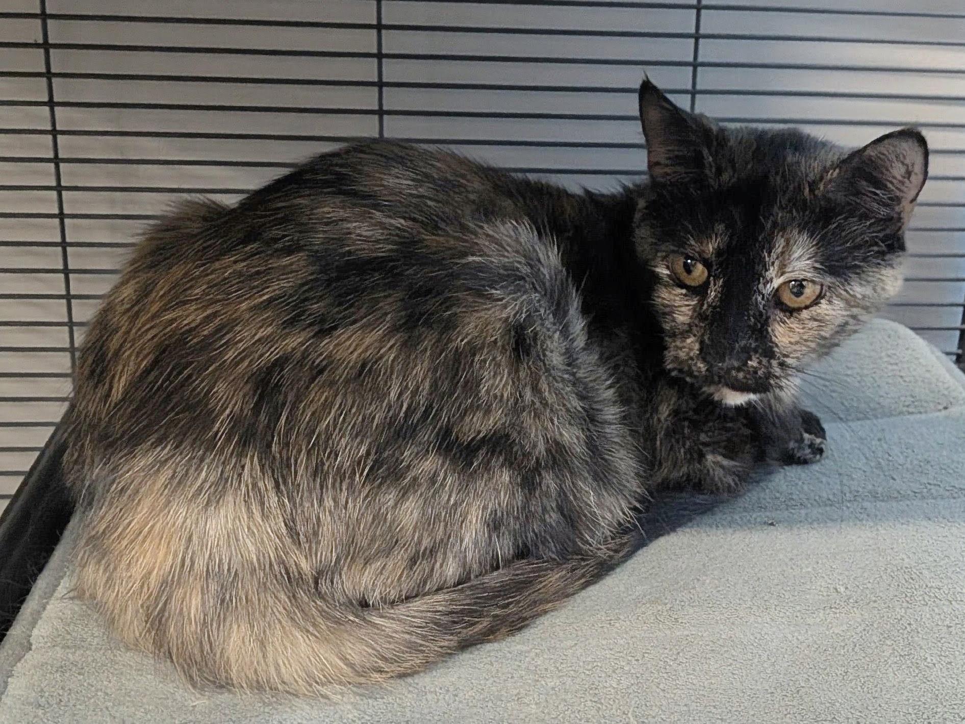 Muffin, a ADOPTABLE Domestic Short Hair in Lewis Center, OH image 2/6
