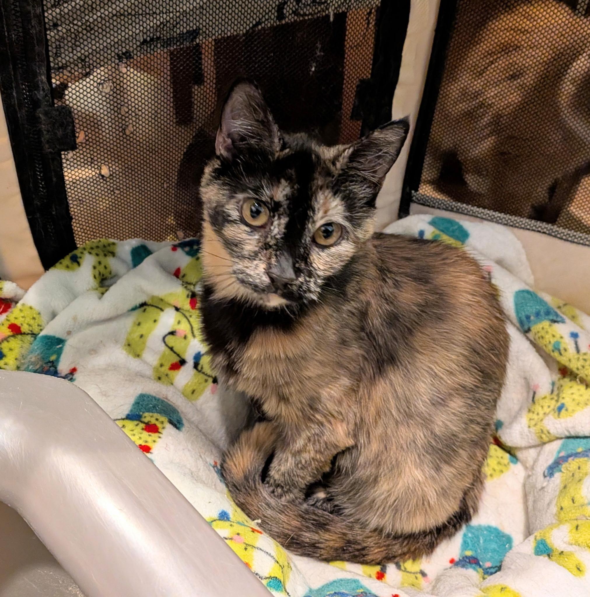 Muffin, a ADOPTABLE Domestic Short Hair in Lewis Center, OH image 1/6