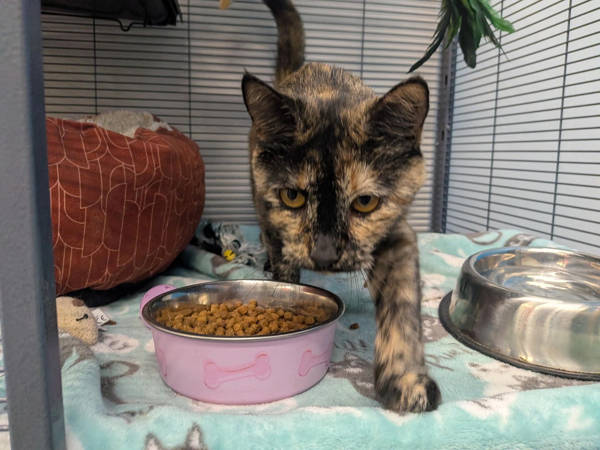 Muffin, a ADOPTABLE Domestic Short Hair in Lewis Center, OH image 3/6