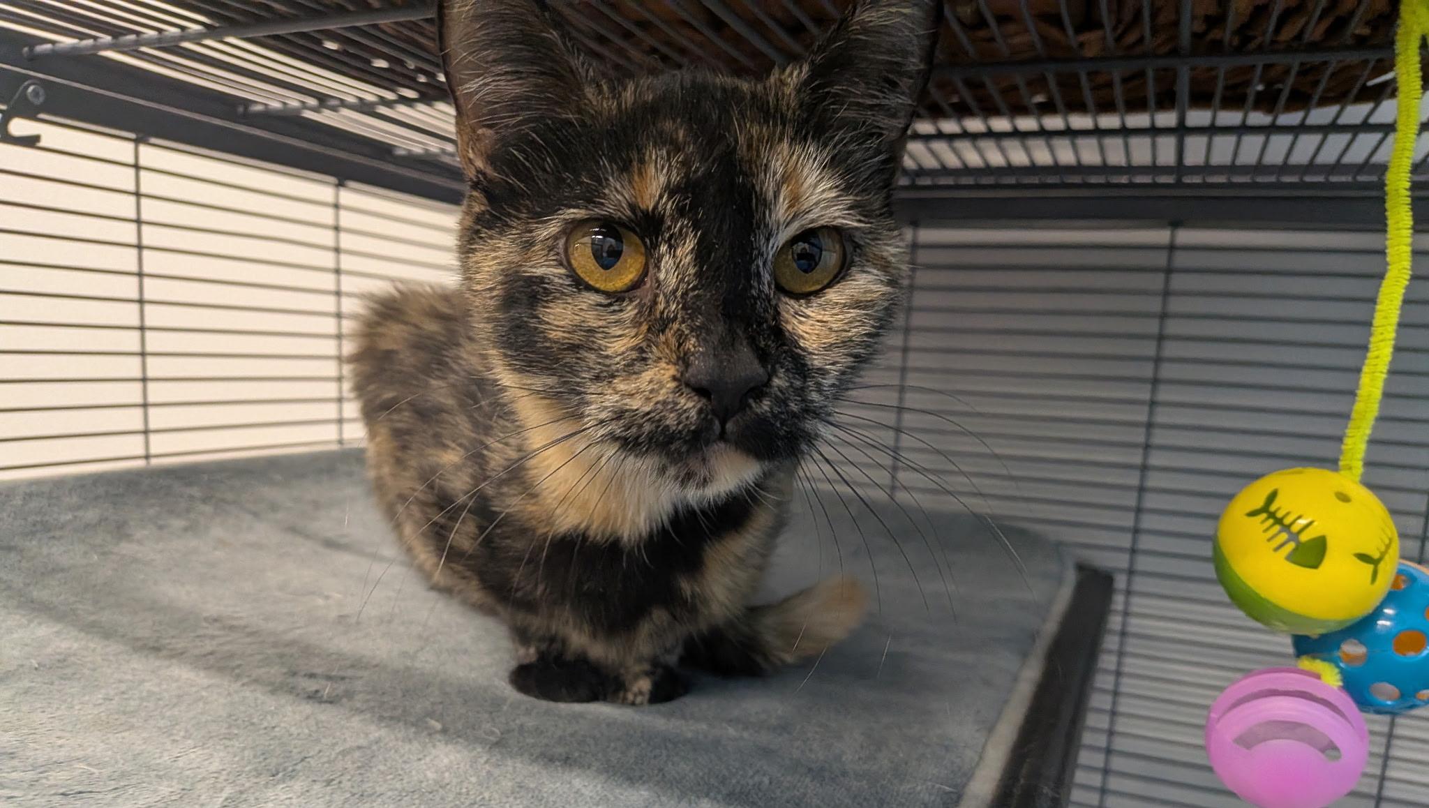 Muffin, a ADOPTABLE Domestic Short Hair in Lewis Center, OH image 6/6