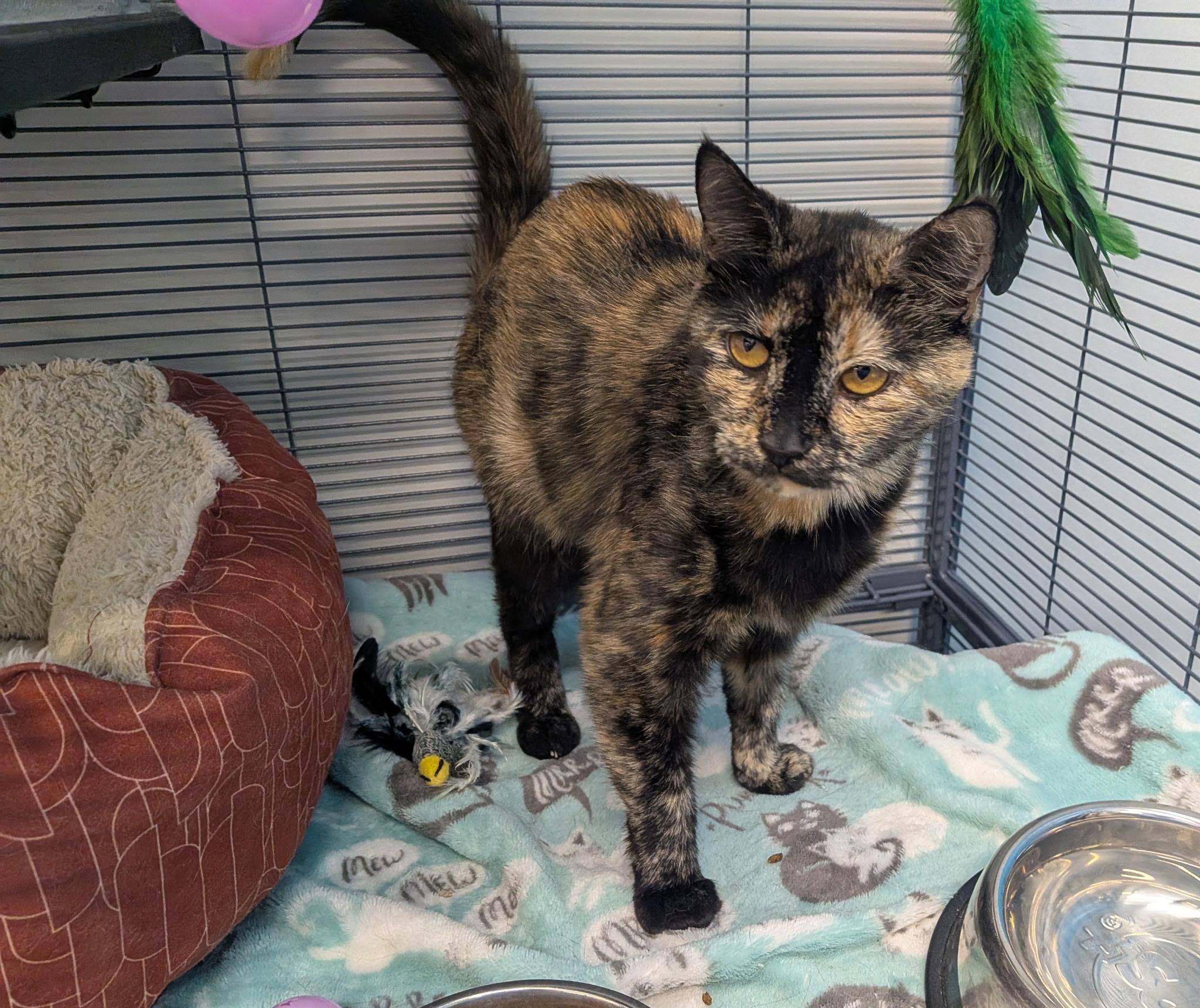 Muffin, a ADOPTABLE Domestic Short Hair in Lewis Center, OH image 4/6
